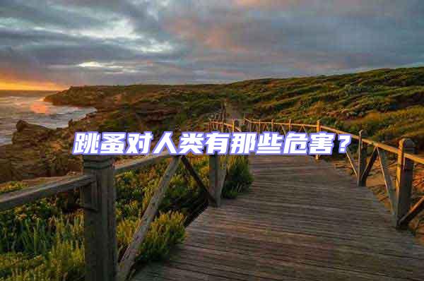 跳蚤對人類有那些危害？