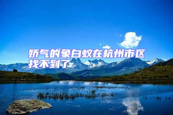 嬌氣的象白蟻在杭州市區找不到了