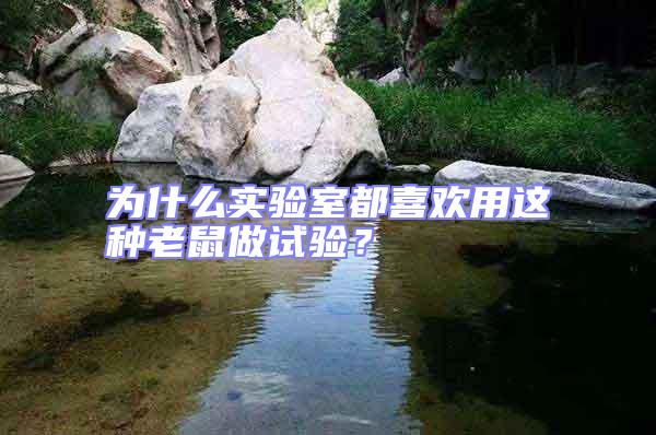 為什么實驗室都喜歡用這種老鼠做試驗？