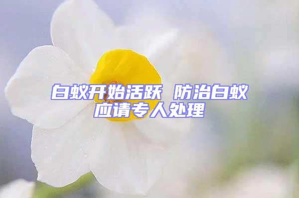白蟻開始活躍 防治白蟻應請專人處理