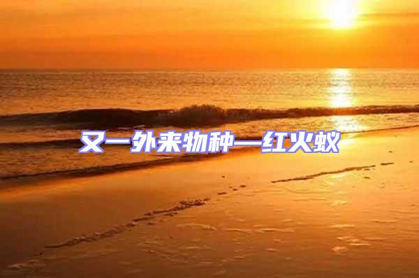 又一外來(lái)物種—紅火蟻