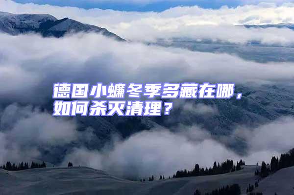 德國小蠊冬季多藏在哪，如何殺滅清理？