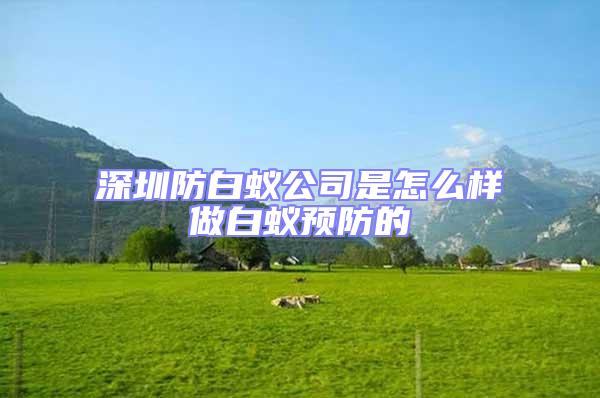 深圳防白蟻公司是怎么樣做白蟻預防的