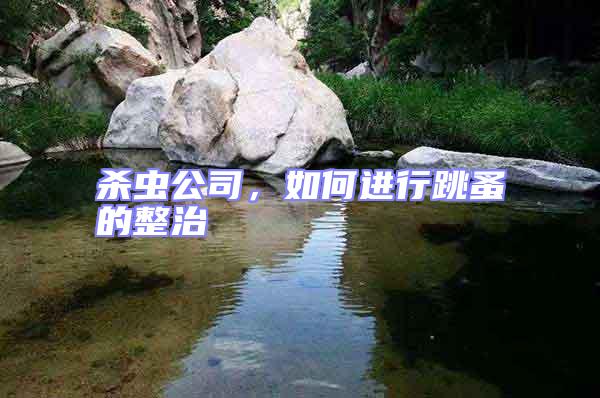 殺蟲公司，如何進行跳蚤的整治