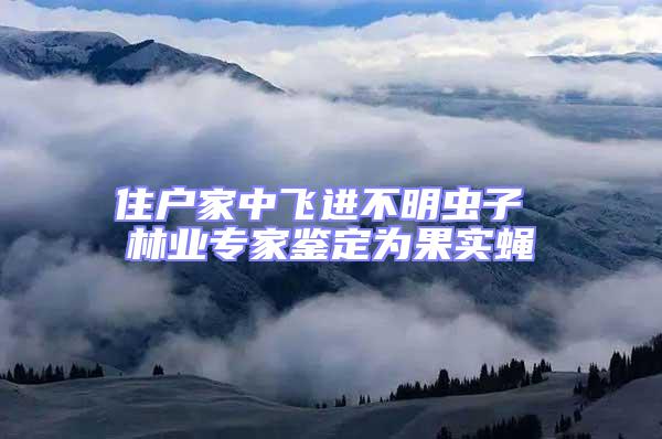 住戶家中飛進(jìn)不明蟲子 林業(yè)專家鑒定為果實(shí)蠅