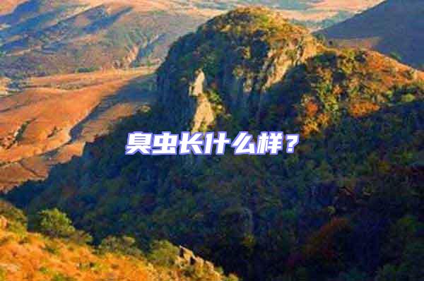 臭蟲長什么樣？