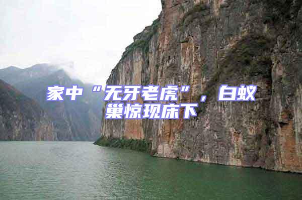 家中“無牙老虎”，白蟻巢驚現床下