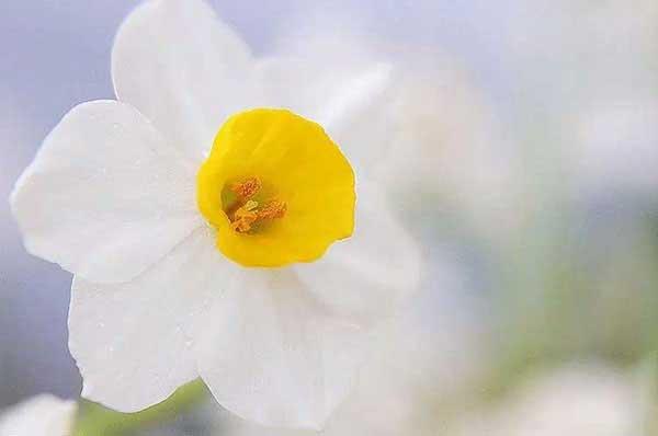 怎樣發(fā)現(xiàn)家里有白蟻