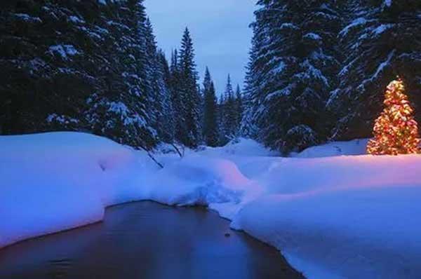 殺蟲公司要的就是干脆，不能太過于猶豫