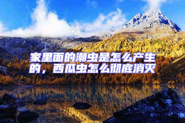 家里面的潮蟲是怎么產生的，西瓜蟲怎么徹底消滅