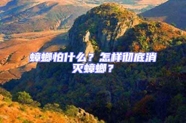 蟑螂怕什么？怎樣徹底消滅蟑螂？