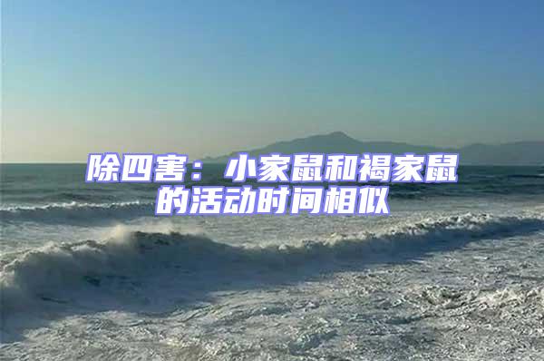 除四害：小家鼠和褐家鼠的活動時間相似