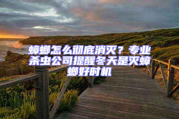 蟑螂怎么徹底消滅？專業殺蟲公司提醒冬天是滅蟑螂好時機