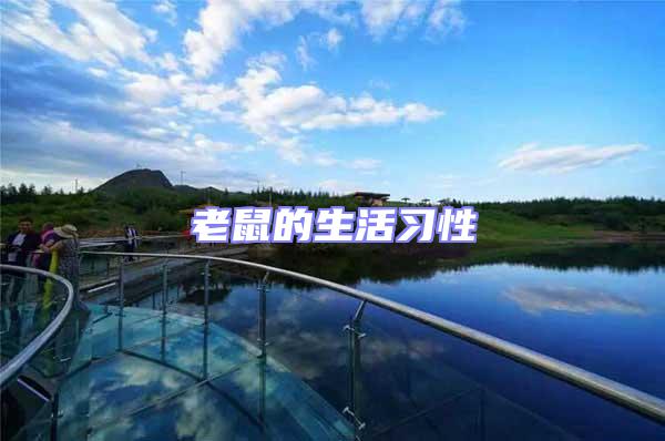 老鼠的生活習性