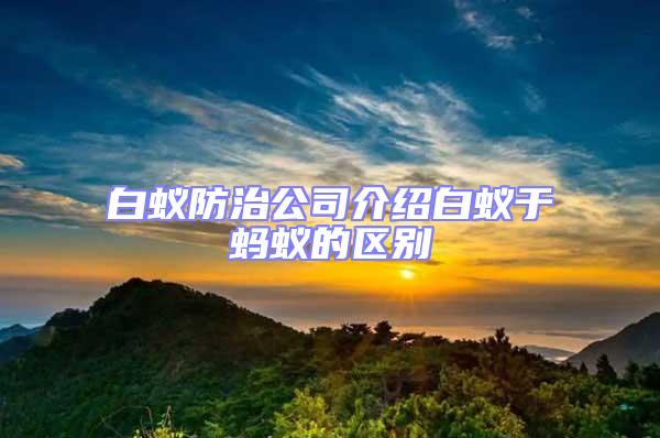 白蟻防治公司介紹白蟻于螞蟻的區(qū)別
