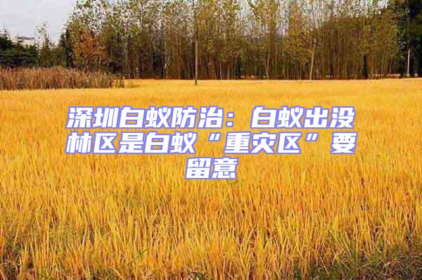 深圳白蟻防治：白蟻出沒林區(qū)是白蟻“重災(zāi)區(qū)”要留意