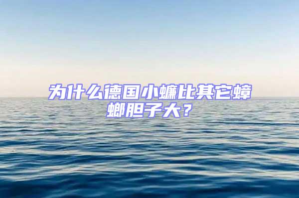 為什么德國小蠊比其它蟑螂膽子大？