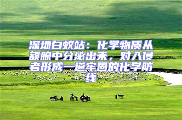 深圳白蟻站：化學(xué)物質(zhì)從額腺中分泌出來，對(duì)入侵者形成一道牢固的化學(xué)防線