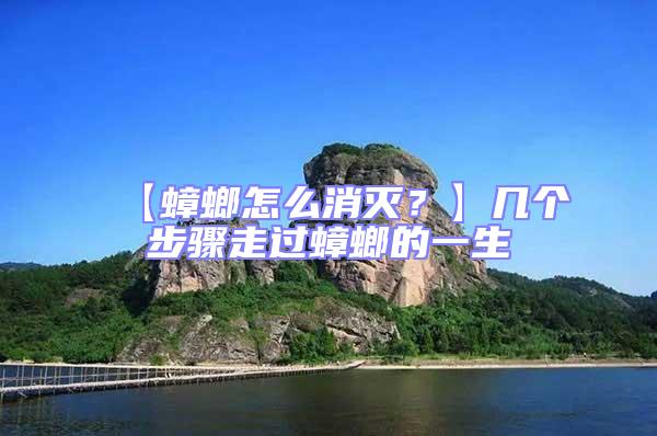 【蟑螂怎么消滅？】幾個步驟走過蟑螂的一生