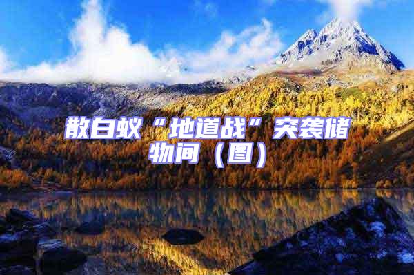 散白蟻“地道戰(zhàn)”突襲儲物間（圖）