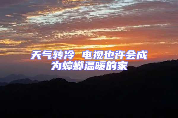 天氣轉冷 電視也許會成為蟑螂溫暖的家