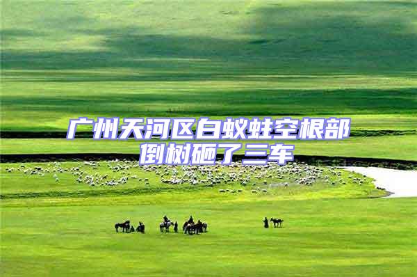 廣州天河區白蟻蛀空根部 倒樹砸了三車