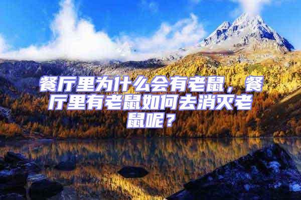 餐廳里為什么會有老鼠，餐廳里有老鼠如何去消滅老鼠呢？