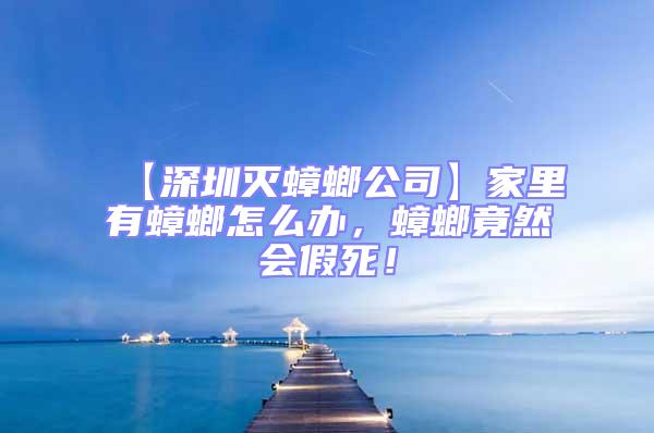 【深圳滅蟑螂公司】家里有蟑螂怎么辦，蟑螂竟然會假死！