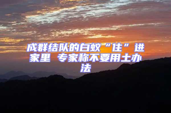 成群結(jié)隊(duì)的白蟻“住”進(jìn)家里 專家稱不要用土辦法