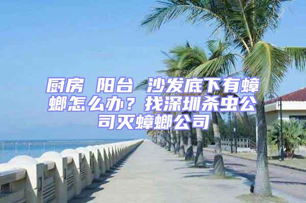 廚房 陽臺 沙發底下有蟑螂怎么辦？找深圳殺蟲公司滅蟑螂公司