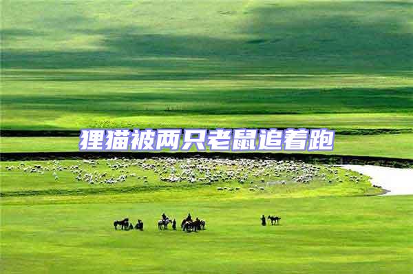 貍貓被兩只老鼠追著跑