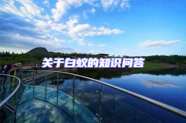 關(guān)于白蟻的知識問答