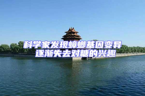 科學家發現蟑螂基因變異 逐漸失去對糖的興趣