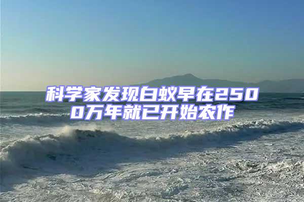 科學(xué)家發(fā)現(xiàn)白蟻早在2500萬年就已開始農(nóng)作