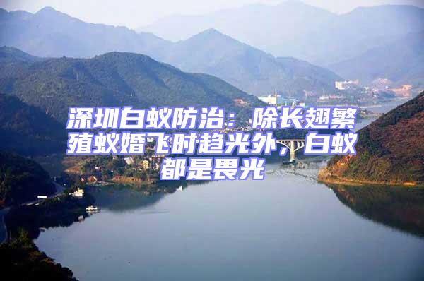 深圳白蟻防治：除長翅繁殖蟻婚飛時趨光外，白蟻都是畏光