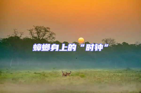 蟑螂身上的“時鐘”