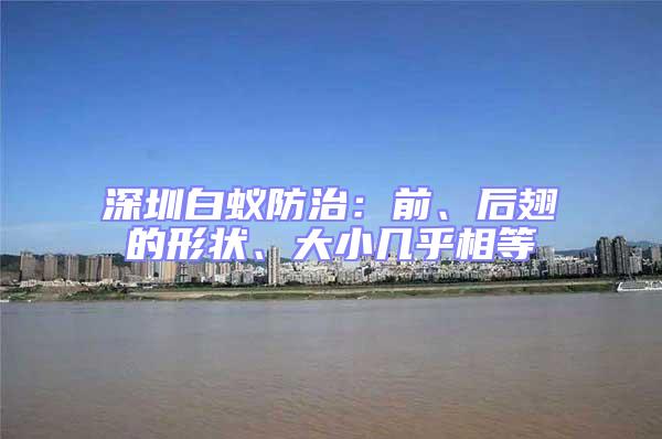 深圳白蟻防治：前、后翅的形狀、大小幾乎相等