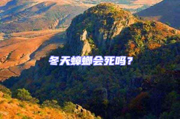 冬天蟑螂會死嗎？