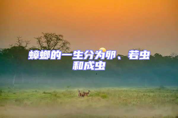 蟑螂的一生分為卵、若蟲和成蟲