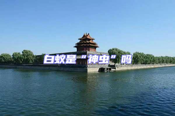 白蟻是“神蟲”嗎