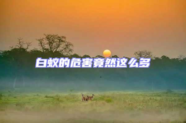 白蟻的危害竟然這么多