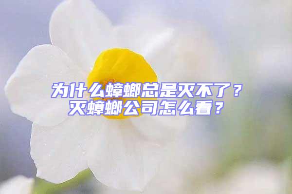 為什么蟑螂總是滅不了？滅蟑螂公司怎么看？