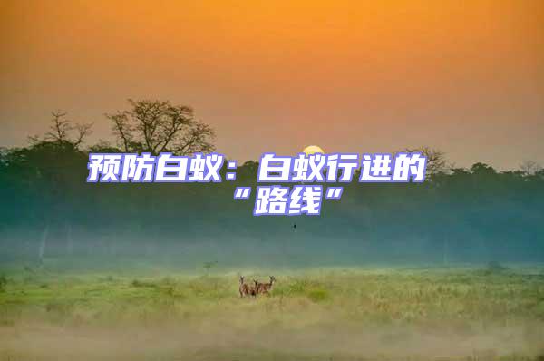 預(yù)防白蟻：白蟻行進(jìn)的“路線”