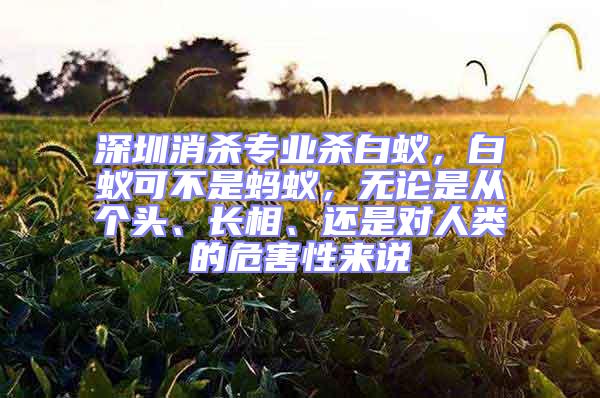 深圳消殺專業殺白蟻，白蟻可不是螞蟻，無論是從個頭、長相、還是對人類的危害性來說