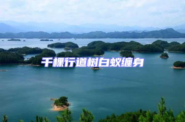 千棵行道樹(shù)白蟻纏身