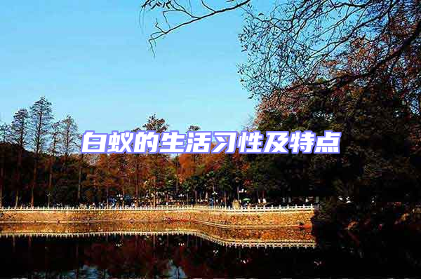 白蟻的生活習(xí)性及特點(diǎn)