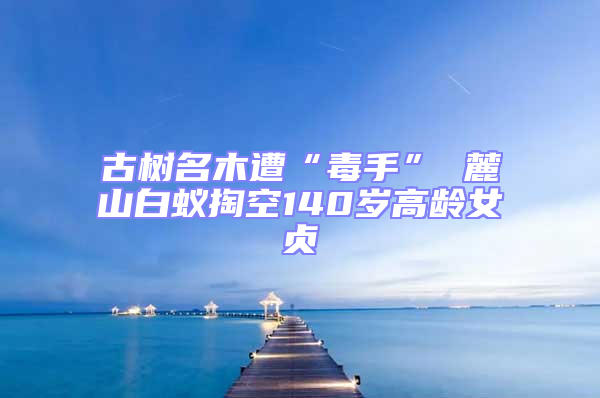 古樹名木遭“毒手” 麓山白蟻掏空140歲高齡女貞