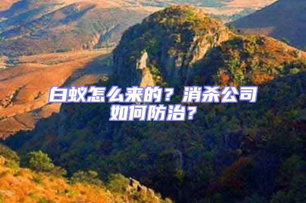 白蟻怎么來的？消殺公司如何防治？