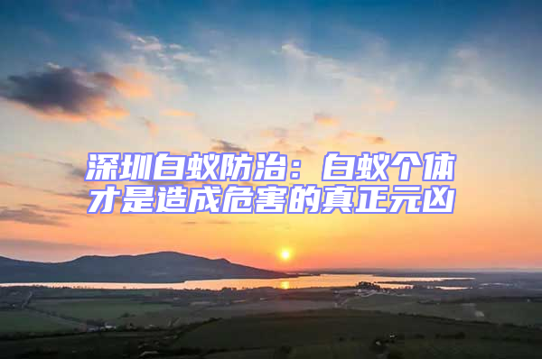 深圳白蟻防治：白蟻個體才是造成危害的真正元兇