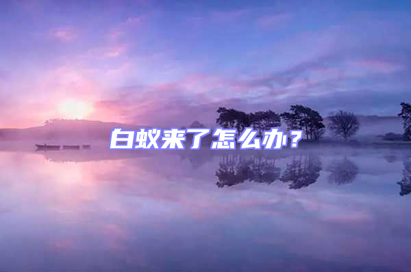 白蟻來了怎么辦？